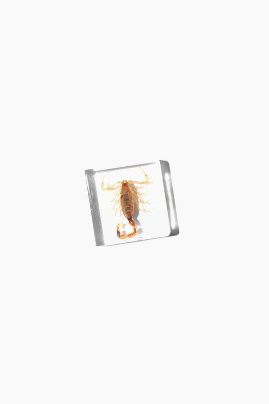 GOLDEN SCORPION  IN LUCITE